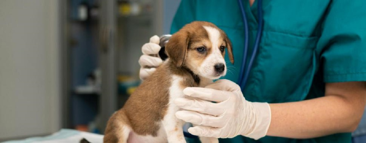 5 maneiras pelas quais a compaixão contribui para que sejamos nossos melhores cuidadores veterinários